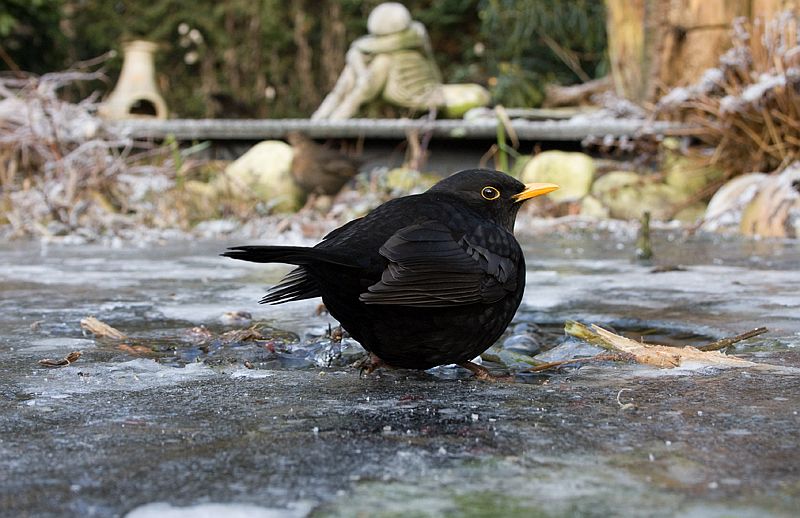 Turdus merula Blackbird Merel